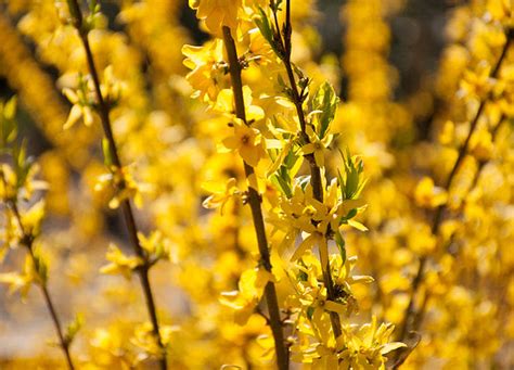 12 Spring-Flowering Shrubs That Bloom Just When You’re Officially Sick ...