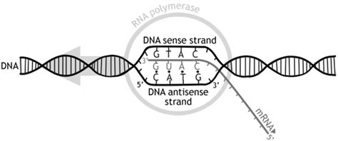 Difference Between Sense and Antisense Strand | Definition, Characteristics, Structure