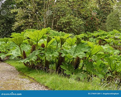 Giant Rhubarb, Gunnera Manicata, Growing in a Garden Stock Image - Image of plant, flower: 279691389