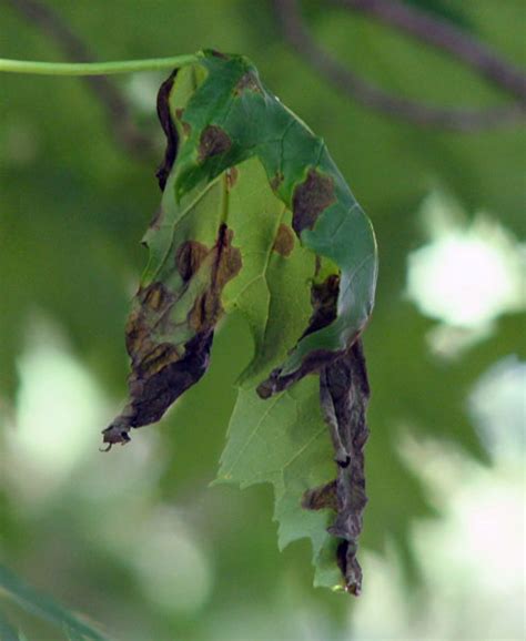 What's wrong with my plant? : Garden : University of Minnesota Extension