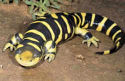 Kansas State Amphibian: Barred Tiger Salamander