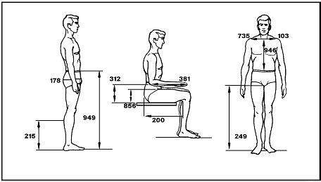 ANTHROPOMETRY AND BIOMECHANICS Human body drawing, Human figure ...