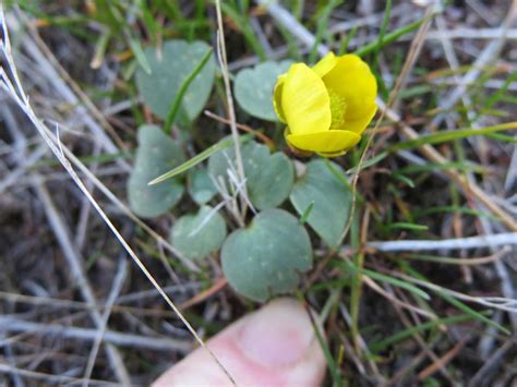 Shrub-steppe Plant Adaptations - Wenatchee Naturalist