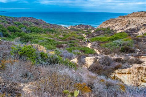 Torrey Pines State Reserve | Information, Trails, Wildlife, & Beach | La Jolla Mom