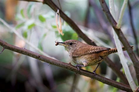 What Do Birds Eat? Your Photo Can Help Answer the Question. | Palomar ...