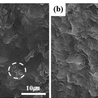 Fluorescence and confocal microscopy of wet alginate beads containing ...