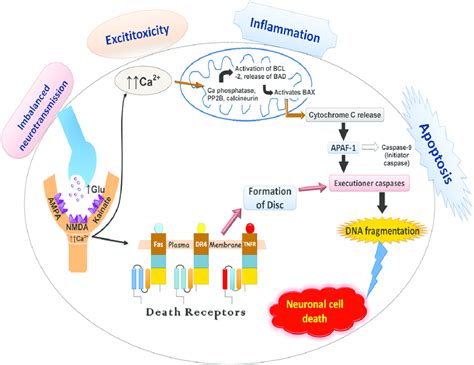 Epilepsy Mechanism