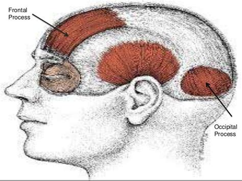 Scalp Anatomy