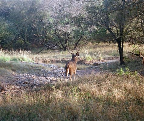 Wildlife in Ranthambore National Park [Minolta XTSi Maxxum, 35 mm Fuji Superia 400] : r ...