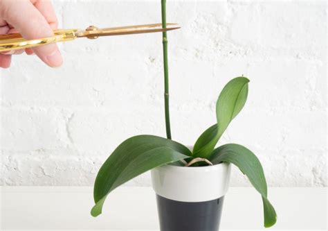 Orchids:: Indoor Plant Care & Growing Guide