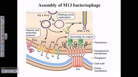 Assembly of M13 phage - YouTube