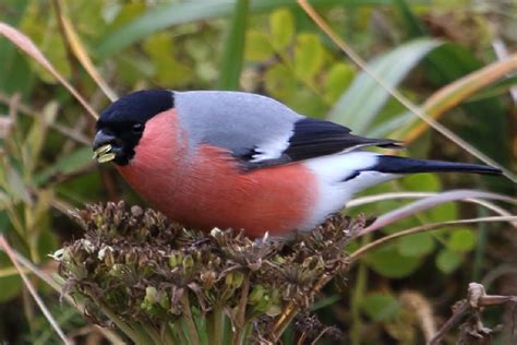 Eurasian Bullfinch