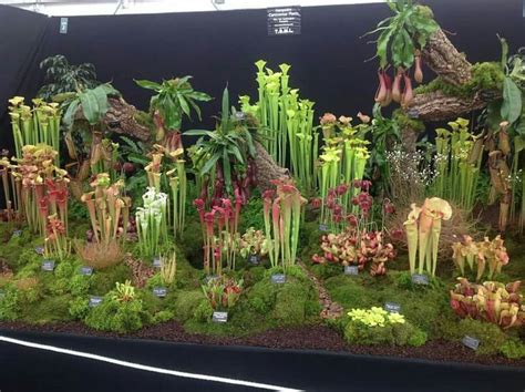 Botanical wonders...the carnivorous plants grown in a terrarium ...