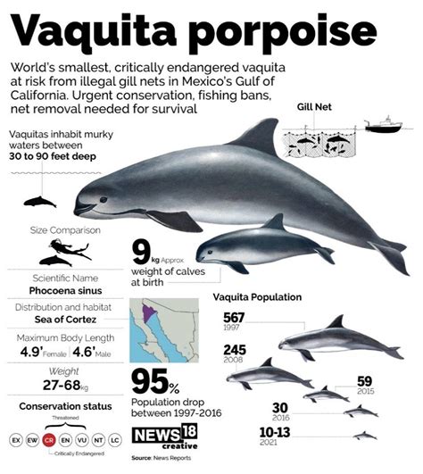 Vaquita Population 2025 - Caty Maudie