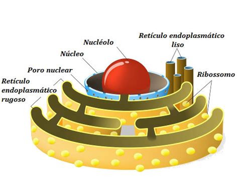 Top 8 qual a função do retículo endoplasmático rugoso 2022