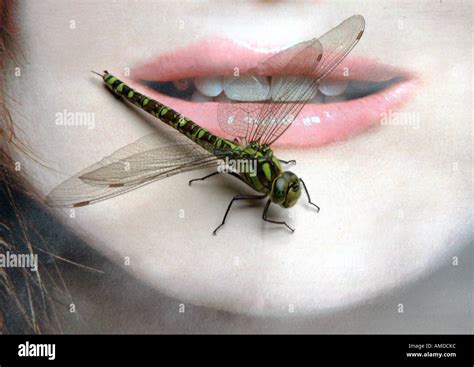 Dragonfly Close Up Teeth - pic-melon