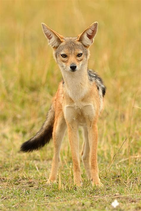 Black-backed jackal | Wild dogs, Animals beautiful, Cute animals