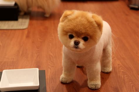 🔥 [100+] Boo The Dog Wallpapers | WallpaperSafari