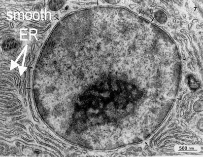 Mitochondria Electron Micrograph Labelled