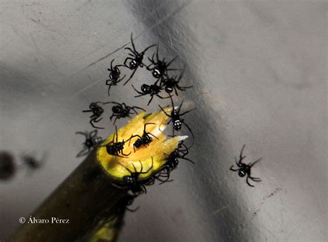 CLONOPSIS: Latrodectus tredecimguttatus