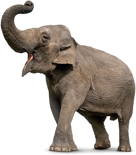 Asian Elephants - Attica Zoological Park