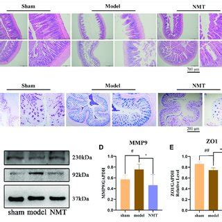 | The adjustment of the structure of the intestinal flora was ...