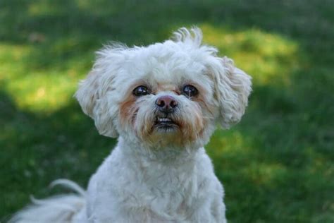 Top 200 Amazingly Unique Curly-Haired Dog Names - The Dogman