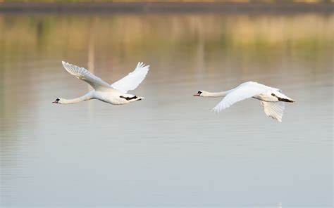 Birds Swans Couple Flight Lake wallpaper | 1680x1050 | #11817