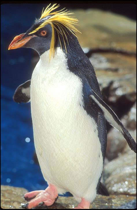 Encyclopaedia of Babies of Beautiful Wild Animals: The Baby Penguin