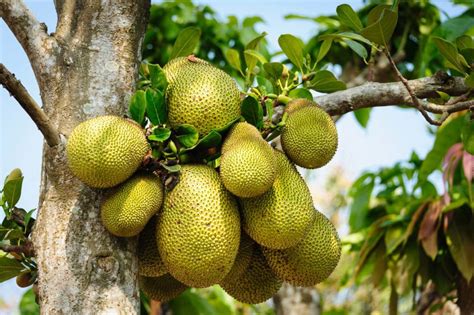 What Is Jackfruit? And Why Should You Try It?