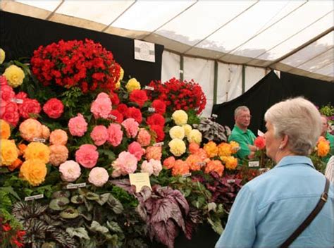 BBC - Somerset - In Pictures - Taunton Flower Show