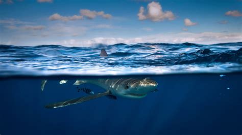 Bing HD Wallpaper Jul 14, 2018: Does this shark have an Irish accent ...