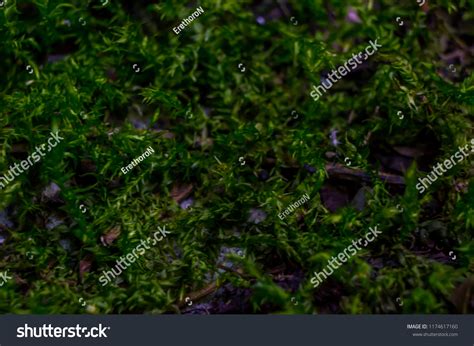 Green Mountain Plants Stock Photo 1174617160 | Shutterstock