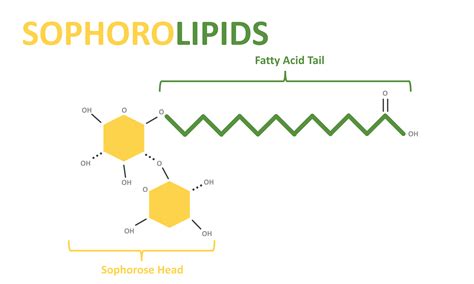 Sophorolipids: 7 Key Functions You Should Know