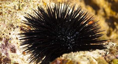 Sea Urchin Sting: Symptoms, Treatment, And Removal, 50% OFF