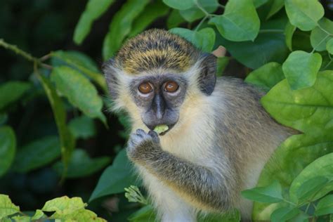 File:Chlorocebus Aethiops (Green Monkey).JPG - Wikimedia Commons