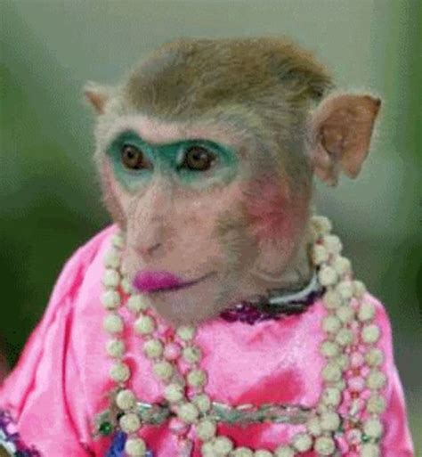 Picture Of Monkey With Makeup - Beauty Fzl99 | Monkeys funny, Funny monkey pictures, Gym memes funny