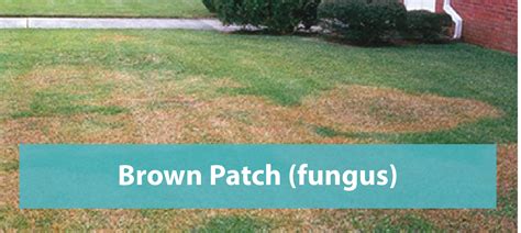 Brown Patch (Fungus) - Florida's Eden Inc.