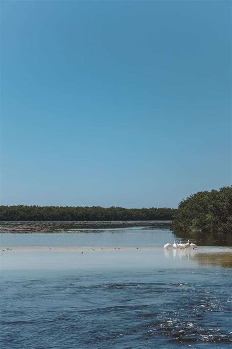 Get Your Bird On At The Ding Darling National Wildlife Refuge On Sanibel Red Around the World