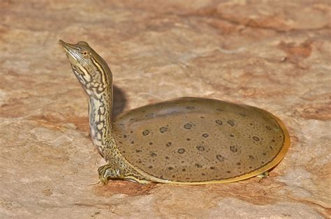 Softshell Turtles - Learn About Nature