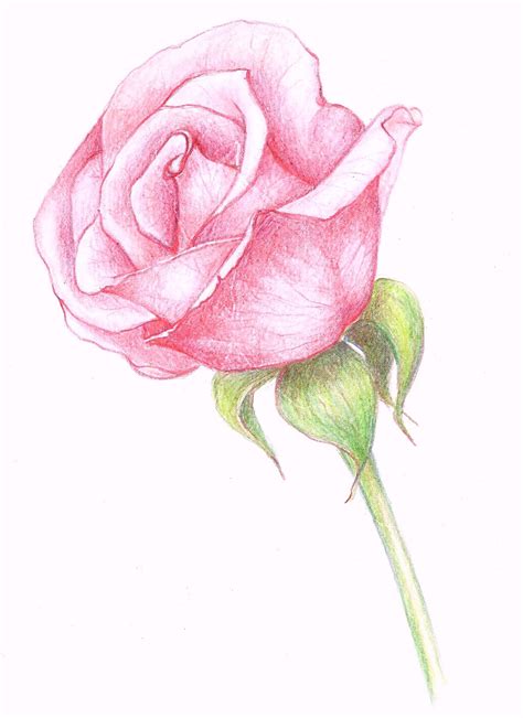 Drawings: a pink rose...