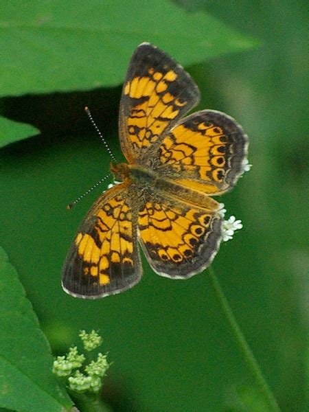 Black Witch Moth – Wingspan – DFW Urban Wildlife