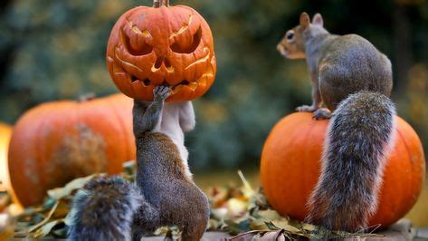 3840x2160 Preview wallpaper halloween, squirrels, pumpkin, mask ...