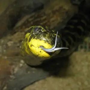 Yellow Anaconda - Facts, Diet, Habitat & Pictures on Animalia.bio