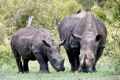 "SIDE BY SIDE - MOTHER & BABY - White Rhinoceros - Ceratotherium sumum -WIT RENOSTER" by Magriet ...