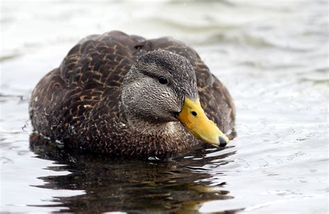 Natural Resources Conservation Service Focus on Black Duck - Atlantic Coast Joint Venture