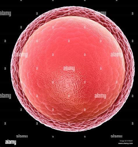 Illustration d'un ovule humain (ovule Banque D'Images, Photo Stock ...