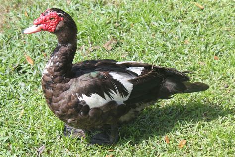 Pajama Penguin Productions: Creatures of Central Florida: Muscovy Duck