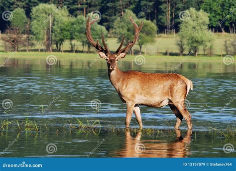 Deer In Water Royalty Free Stock Images - Image: 13157079