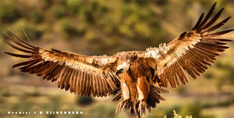 Pyrenees Holidays. The Pyrenees Site for Birdwatching Nature Walking Historical Holidays